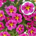 Bild von Calibrachoa P12 Rave Pink